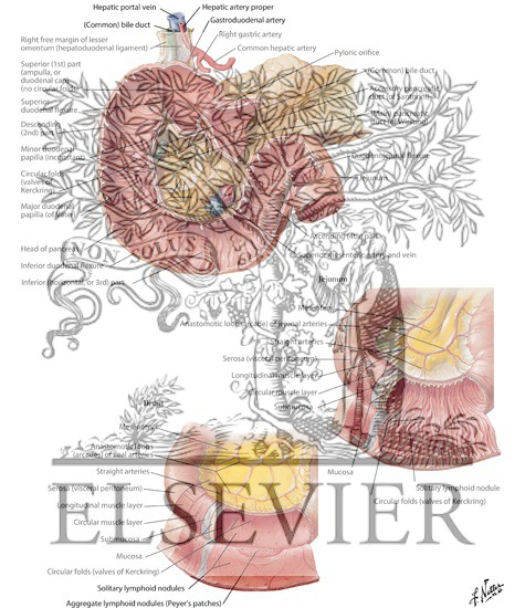 Watermarked preview of labeled image: Mucosa and Musculature of Duodenum 