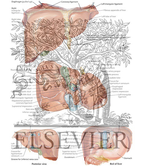 Surfaces and Bed of Liver