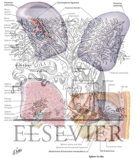Spleen