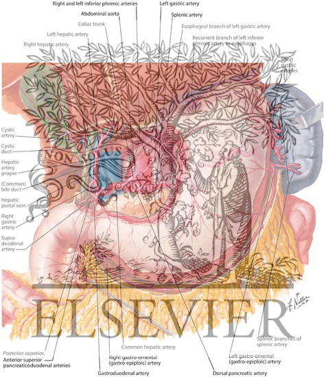 Watermarked preview of labeled image: Arteries of Stomach, Liver and Spleen
Blood Supply of Stomach and Duodenum