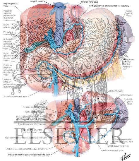 Veins of Stomach, Duodenum, Pancreas and Spleen
Venous Drainage of Stomach and Duodenum