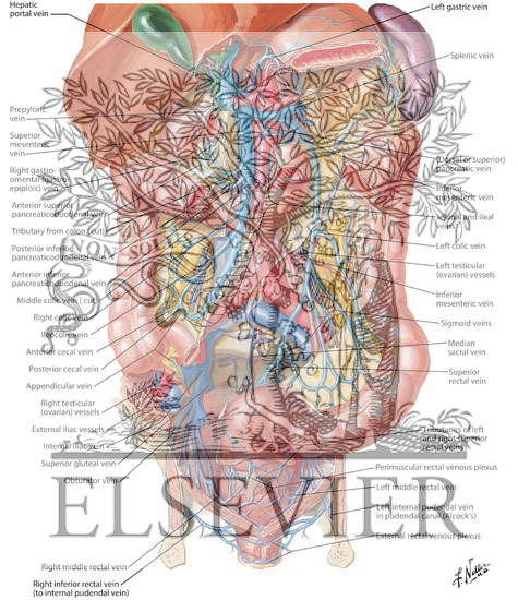 Watermarked preview of labeled image: Veins of Large Intestine
Venous Drainage of Small and Large Intestine