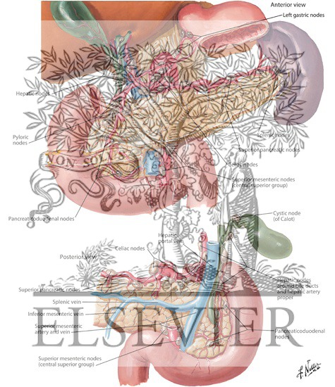 Lymph Vessels And Nodes Of Pancreas Lymphatic Drainage Of Pancreas