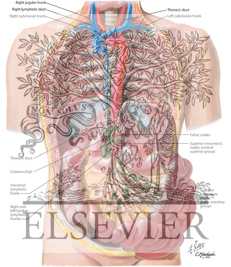 Lymph Drainage of Small Intestine
Lymph Vessels and Nodes of Small Intestine