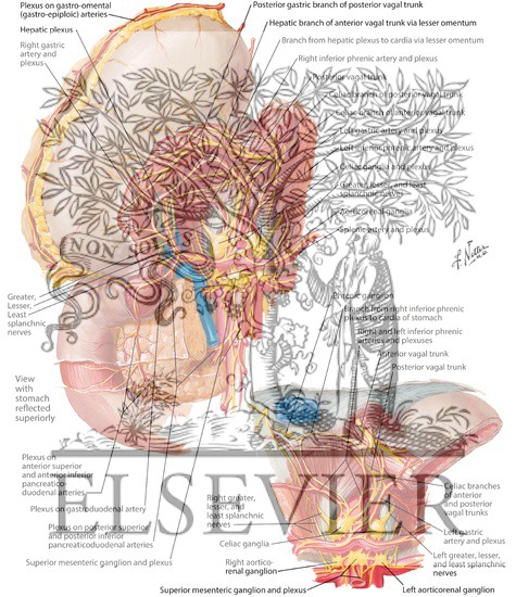 Innervation of the Stomach and the Duodenum
The Stomach and Duodenum