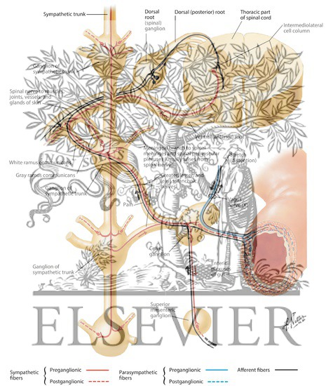 Watermarked preview of labeled image: Autonomic Reflex Pathways: Schema