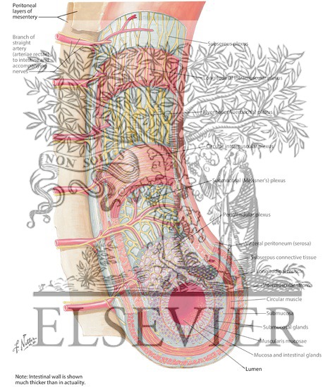 Enteric Nervous System
Enteric Plexuses
Innervation of Small and Large Intestine
Intrinsic Autonomic Plexuses of Intestine: Schema