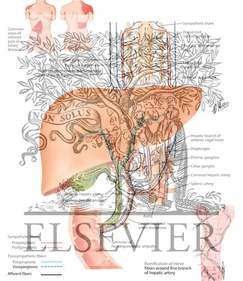 Watermarked preview of labeled image: Innervation of Liver and Biliary Tract: Schema