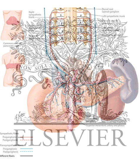 Watermarked preview of labeled image: Autonomic Innervation of Pancreas: Schema