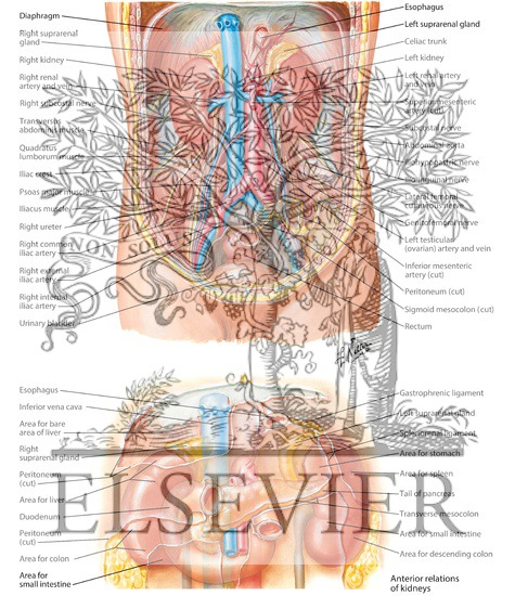Watermarked preview of labeled image: Anatomic Relations of the Kidney
Kidneys In Situ: Anterior Views