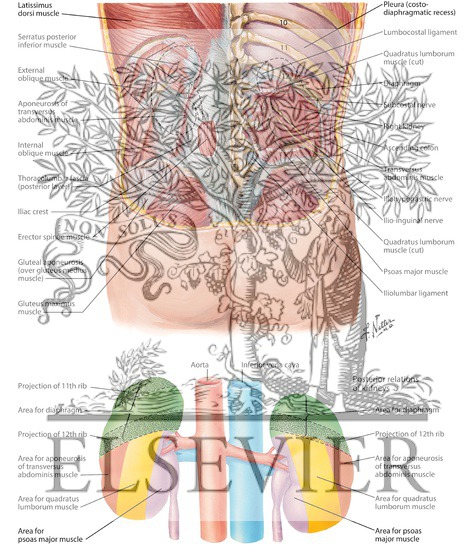 Anatomic Relations of the Kidney - Posterior Relations of the Kidneys
Kidneys In Situ: Posterior Views