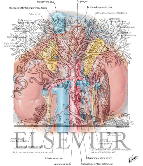 Renal Artery and Vein In Situ Renal Vasculature