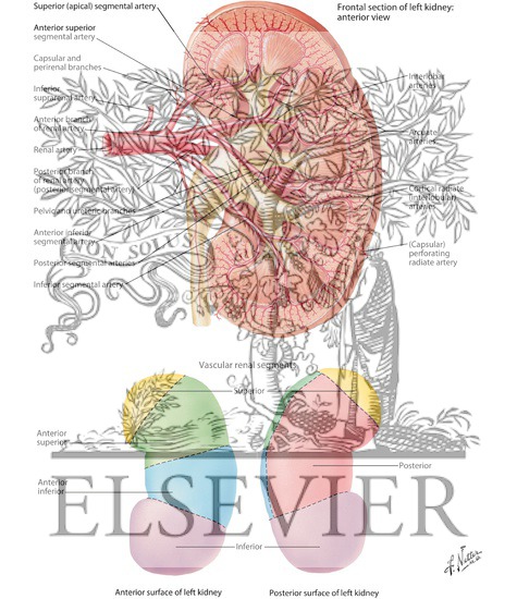 Intrarenal Arteries and Renal Segments
Renal Vasculature - Terminal Branches