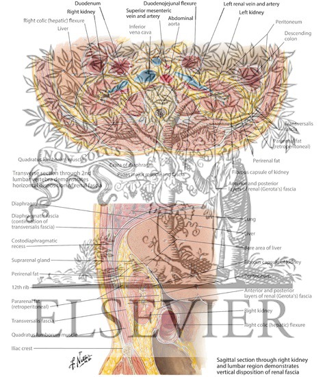 Watermarked preview of labeled image: Renal Fascia