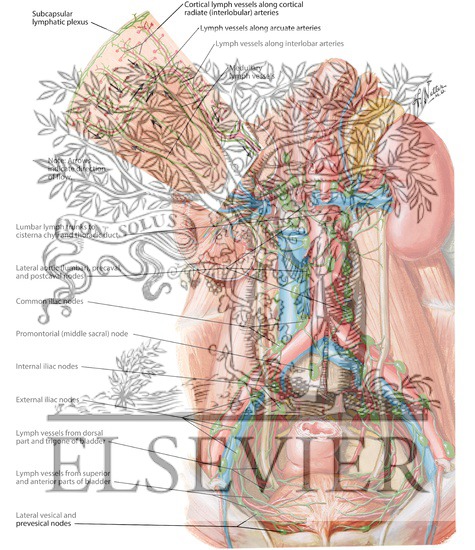 Lymph Vessels and Nodes of Kidneys and Urinary Bladder
Lymphatic Drainage of Kidneys, Ureters and Urinary Bladder