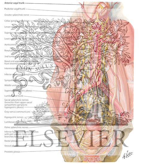 Innervation of Kidneys, Ureters and Bladder
Nerves of Kidneys, Ureters and Urinary Bladder