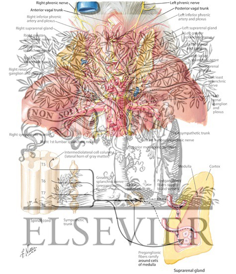 Innervation of the Adrenal Glands