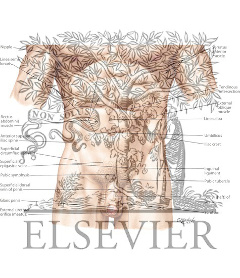 Watermarked preview of labeled image: Abdomen: Surface Anatomy