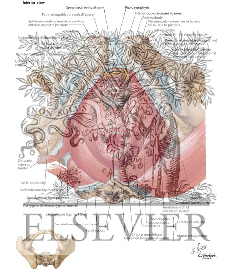 Watermarked preview of labeled image: Pelvic Diaphragm: Male