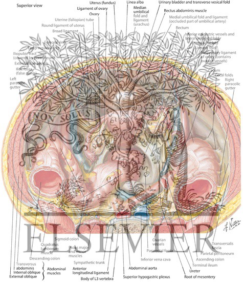 Watermarked preview of labeled image: Pelvic Contents: Female