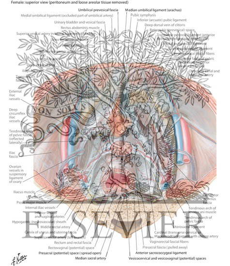 Watermarked preview of labeled image: Endopelvic Fascia and Potential Spaces
Pelvic Fascia and Perineopelvic Spaces
Peritoneum