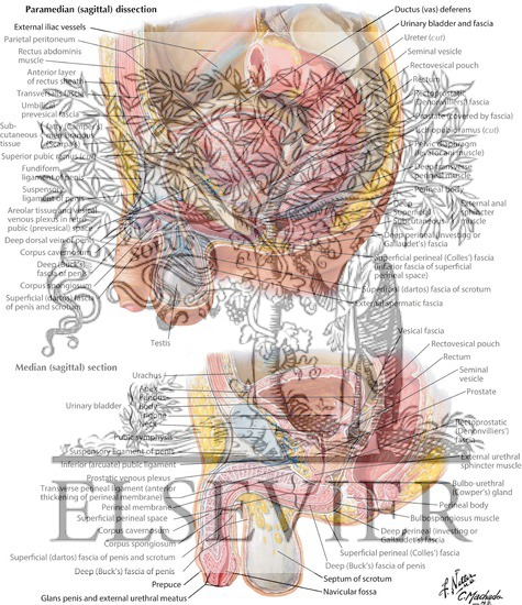 Pelvic Viscera and Perineum: Male