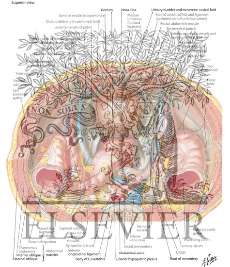 Watermarked preview of labeled image: Pelvic Contents: Male