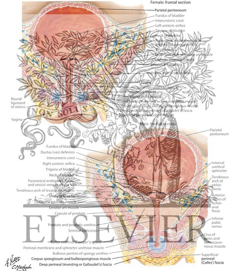 Watermarked preview of labeled image: Urinary Bladder: Female and Male