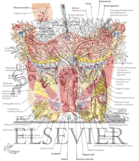 Ligamentous and Fascial Support of Pelvic Viscera