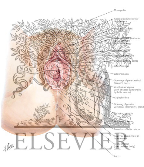 Watermarked preview of labeled image: The Reproductive System