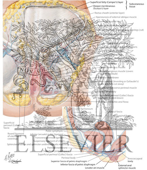 Watermarked preview of labeled image: Perineum (Superficial Dissection)
Pudendal, Pubic and Inguinal Regions