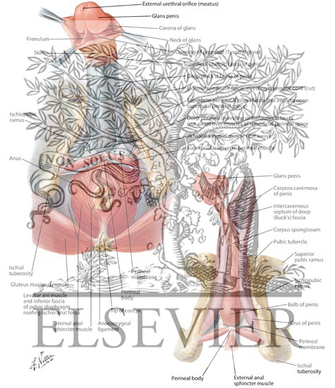 Penis 
Penile Fasciae and Structures