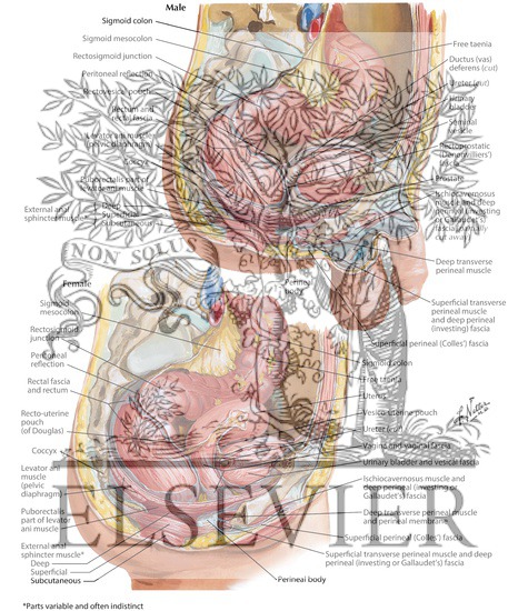 Rectum and Anal Canal - Topography, Course, and Relations
Rectum In Situ: Female and Male
