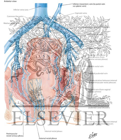 Watermarked preview of labeled image: Veins of Rectum and Anal Canal
Venous Drainage of Small and Large Intestine