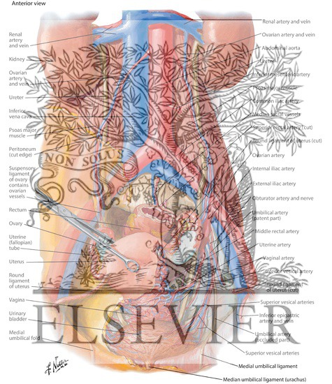 Arteries and Veins of Pelvic Organs: Female
Blood Supply of Pelvis I