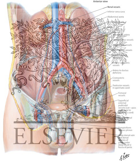 Watermarked preview of labeled image: Blood Supply of Testes