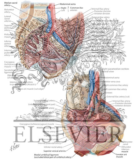Watermarked preview of labeled image: Arteries and Veins of Pelvis: Female
Blood Supply of Pelvis II