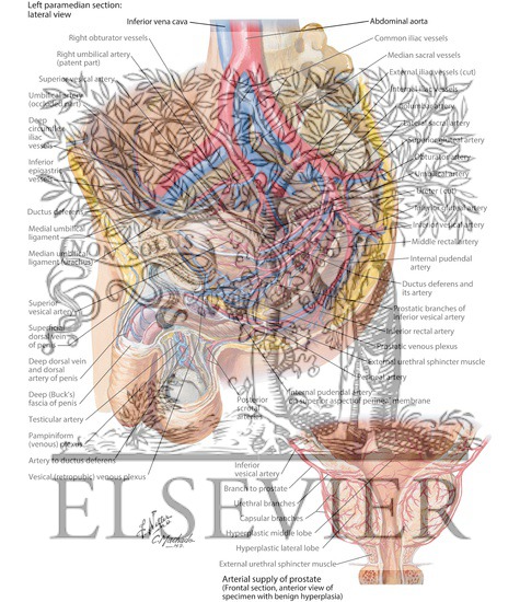 Watermarked preview of labeled image: Arteries and Veins of Pelvis: Male
Blood Supply of Pelvis