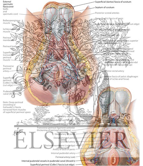Arteries and Veins of Perineum: Male
Blood Supply of Perineum