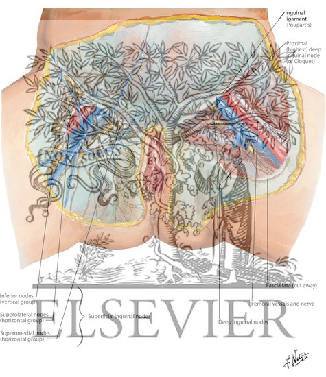 Lymph Vessels and Nodes of Perineum: Female