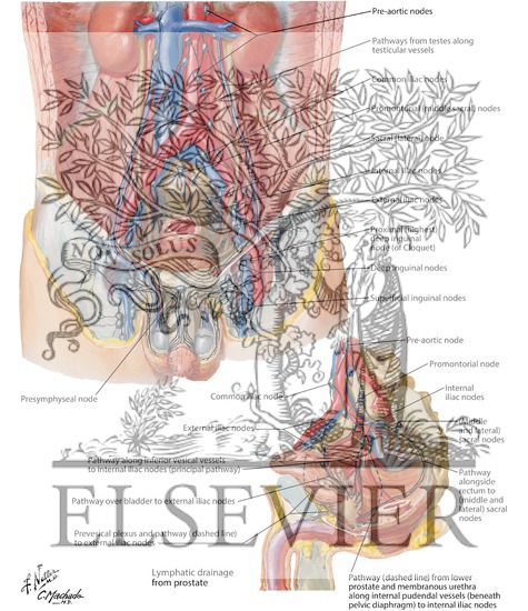 Watermarked preview of labeled image: Lymph Vessels and Nodes of Pelvis and Genitalia: Male
Lymphatic Drainage of Pelvis and Genitalia