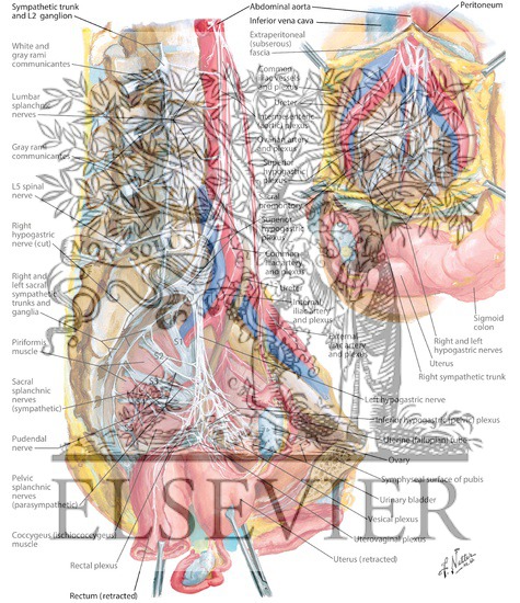 Welcome To Netter Images