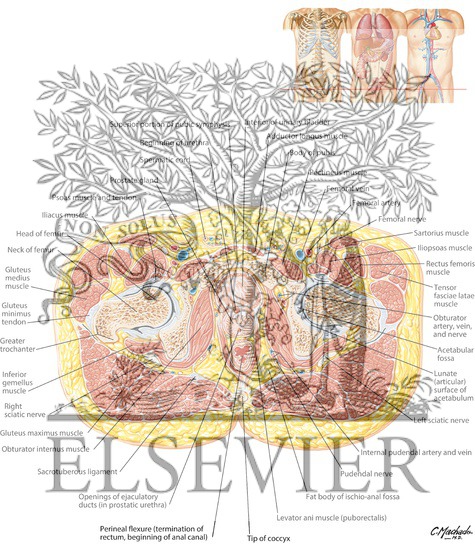 Male Pelvis: Bladder-Prostate Junction