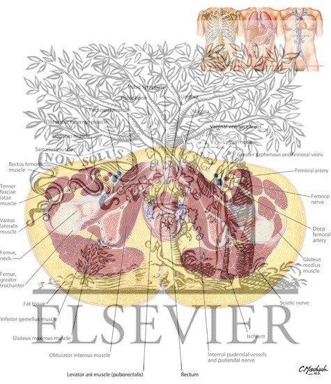 Female Pelvis: Cross Section