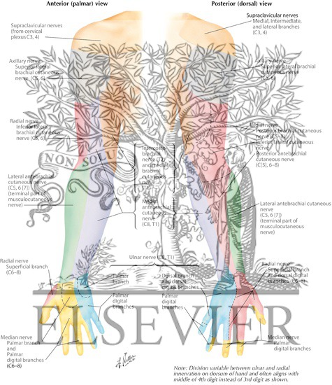 Watermarked preview of labeled image: Cutaneous Innervation of the Upper Limb 