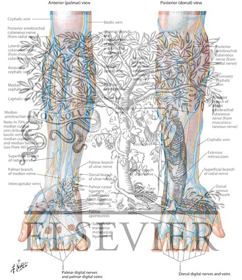 Cutaneous Nerves and Superficial Veins of Forearm