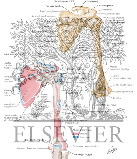 Humerus and Scapula: Posterior Views