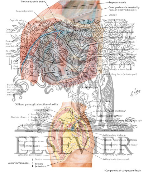 Watermarked preview of labeled image: Pectoral, Clavipectoral and Axillary Fasciae