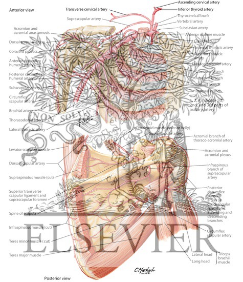 Axillary Artery and Anastomoses Around Scapula