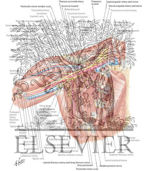 Axilla Dissection: Anterior View
